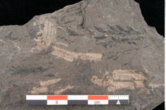 Foto (Detailansicht) von Palissya auranii Endl. (NHMW-GEO-2024-0188-10582)